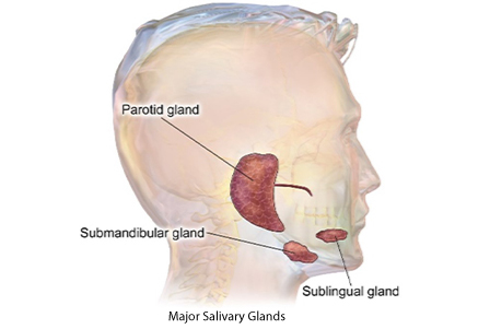 Salivary Glands Diagram