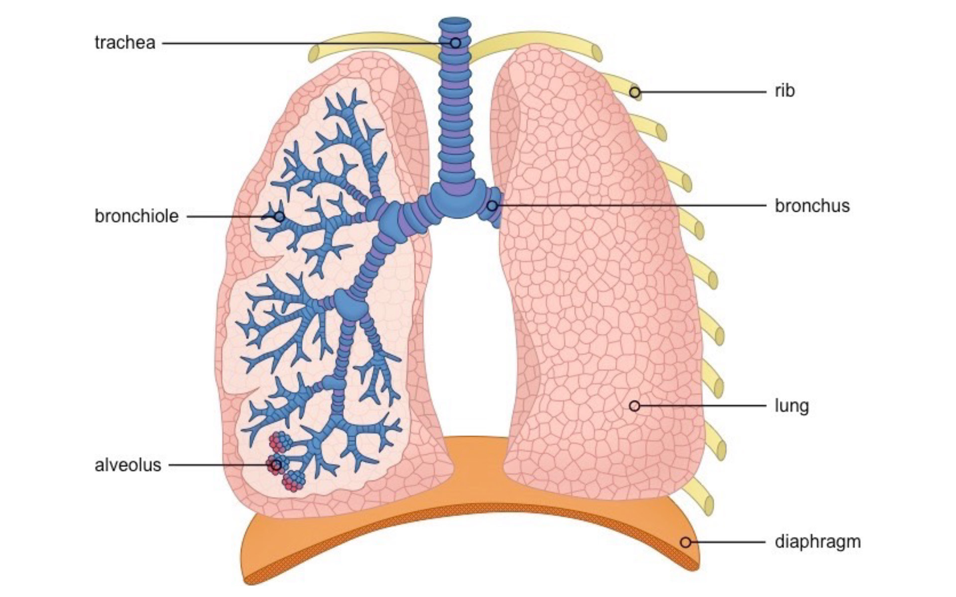 lung_cancer2